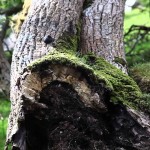Tree Disease Identification Tips