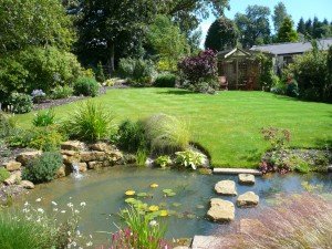 pond in the garden