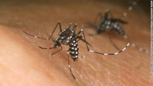 Mosquito 