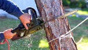 Tree Removal 19