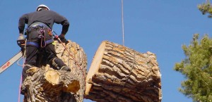 man cutting trees