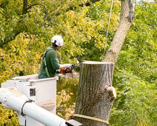 Tree Removal 21