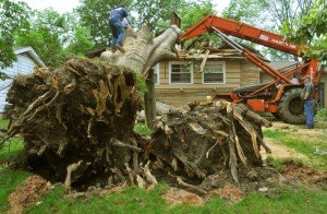 Tree Service