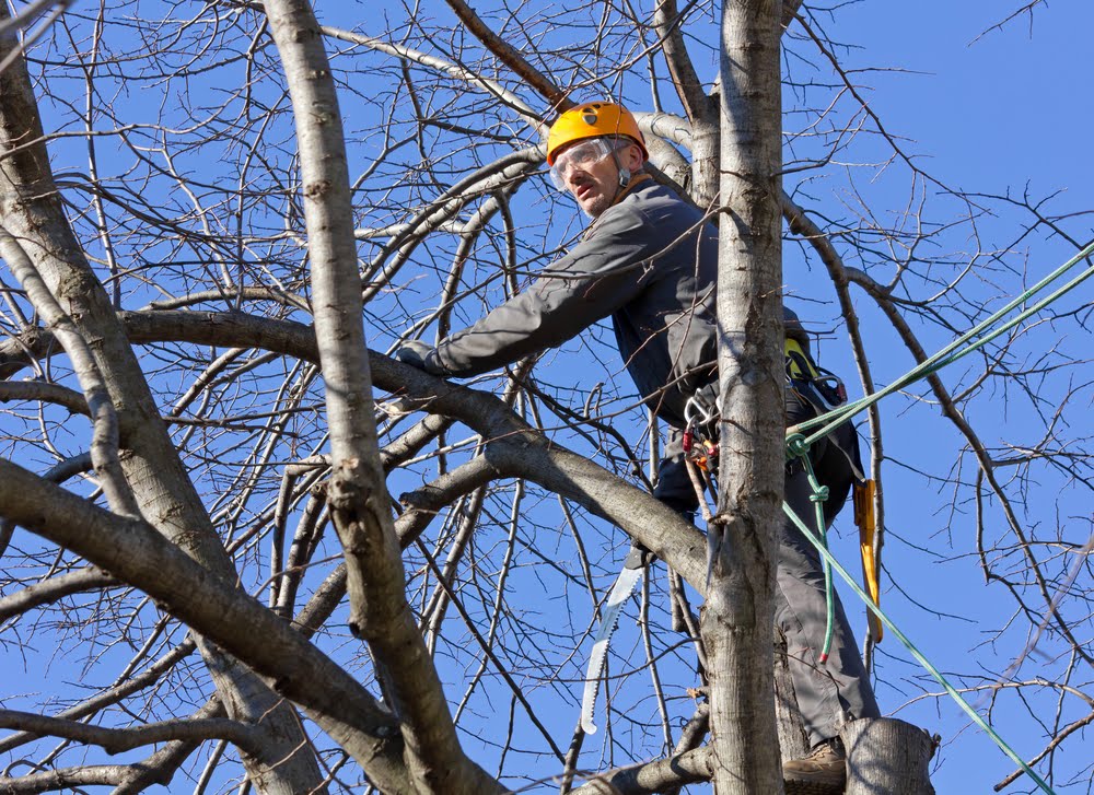 Man cutting tree branches