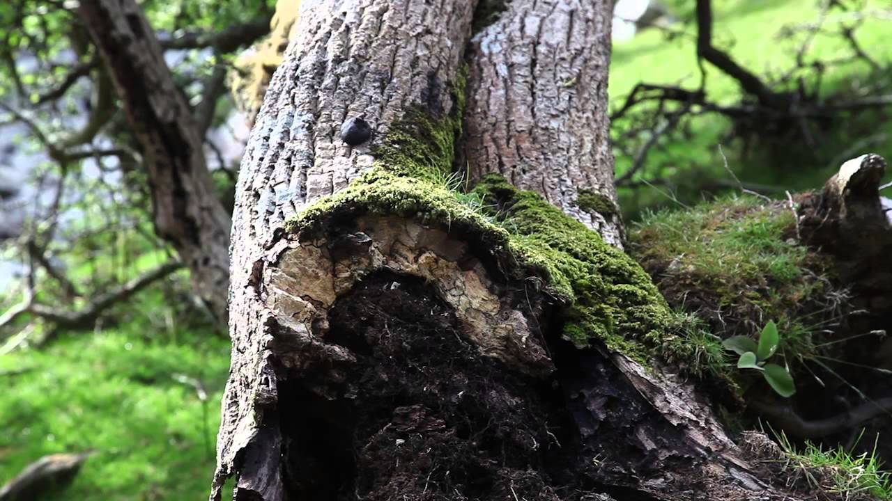 algae on tree