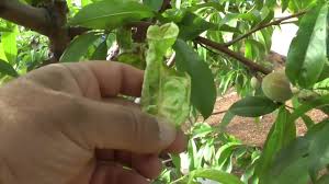 Tree Disease