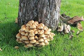 mushrooms below tree