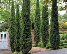 pine trees