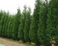 trees