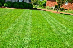 trimmed grass